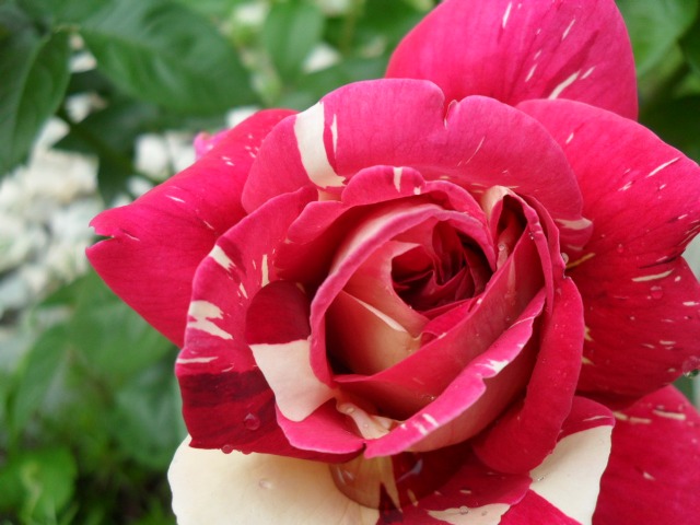 ������� ��������