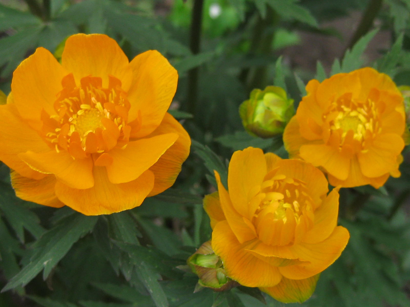 Татьяна Теплова