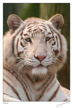 ������� ���