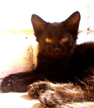 ���� �����