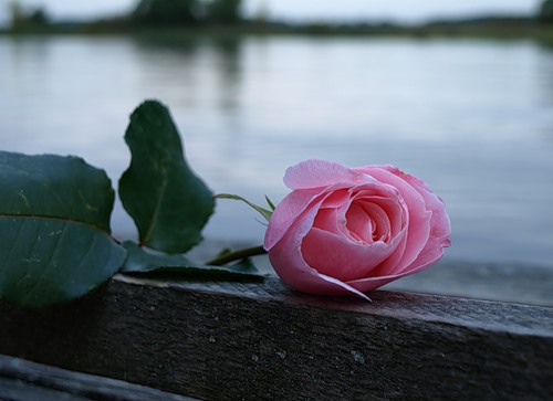 ����� �������