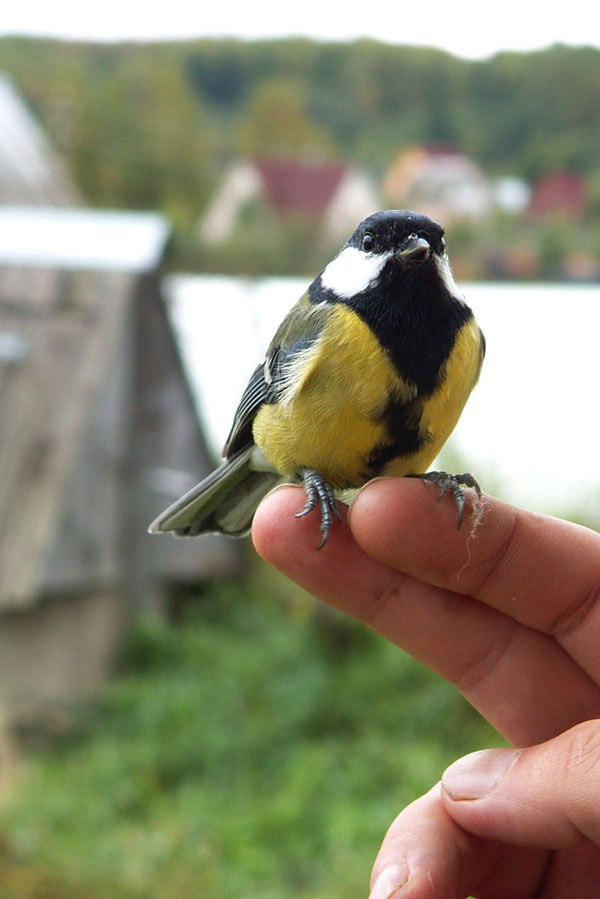 Анатолий Цепин