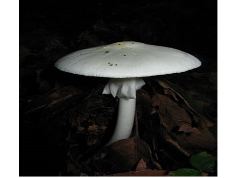 �������� �������