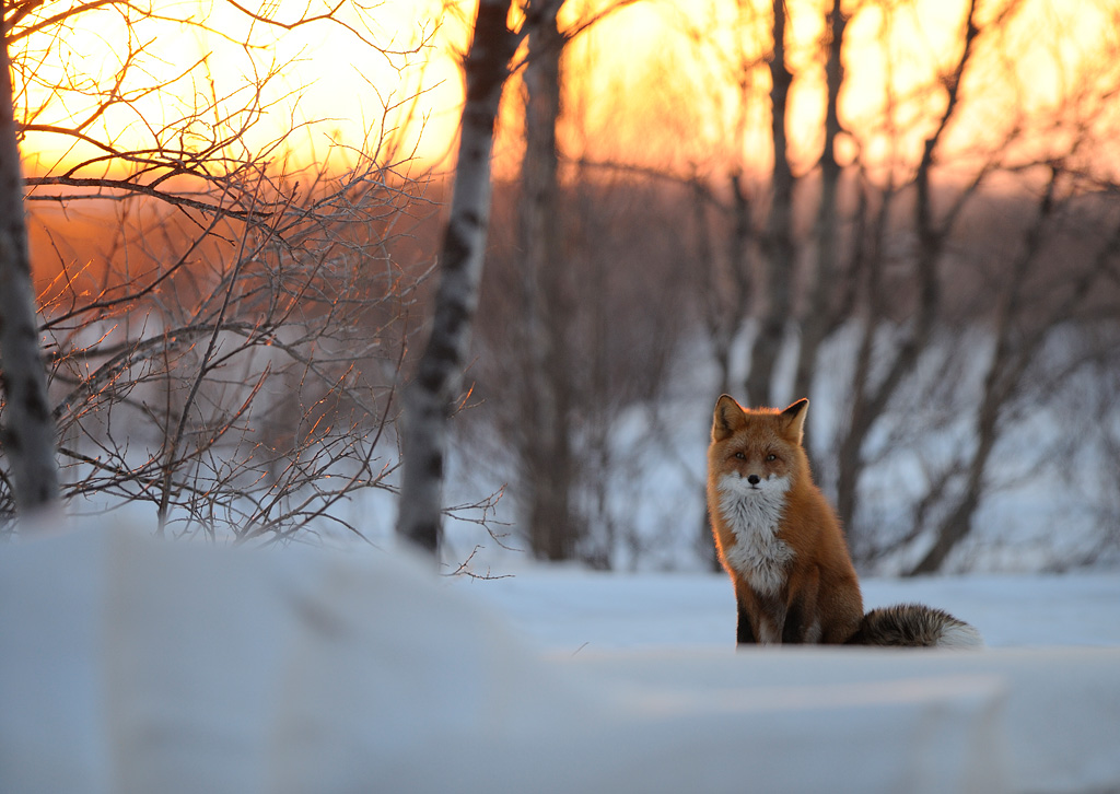 ������ �������