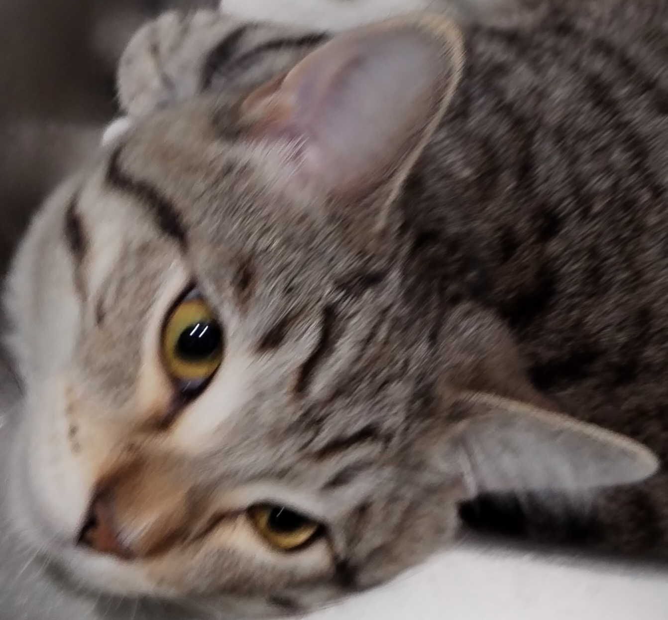 ������ �������