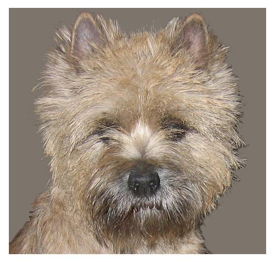 ����� ���������� ����������