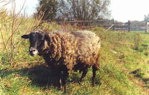 Розовыйбантсуок