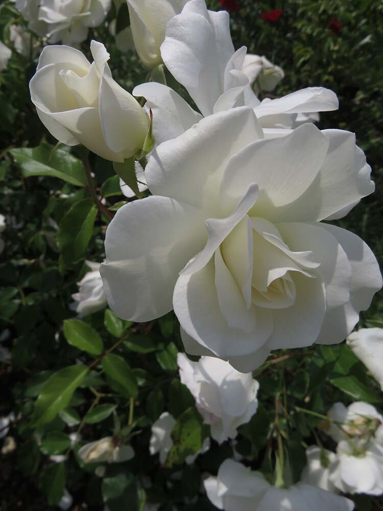 ����������� �����������