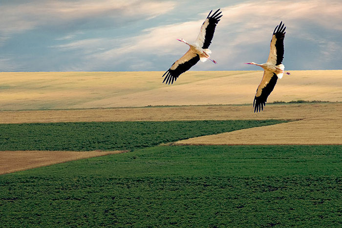 ��� ��������������