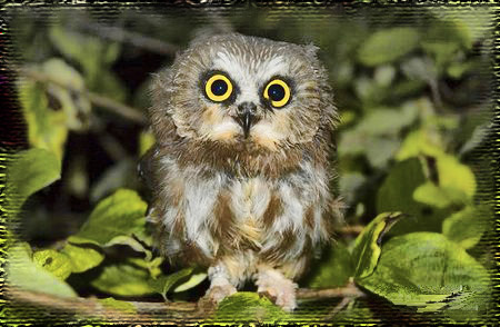 ����� �������