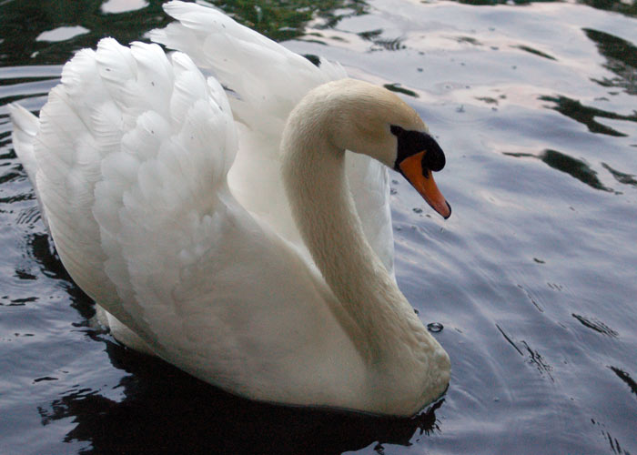 ������� ��������