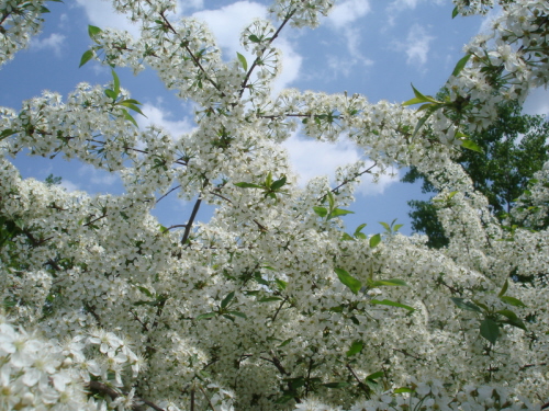 ������ ������