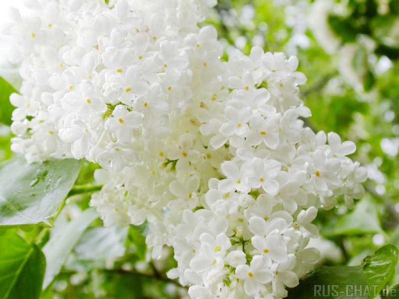 ����� ���������