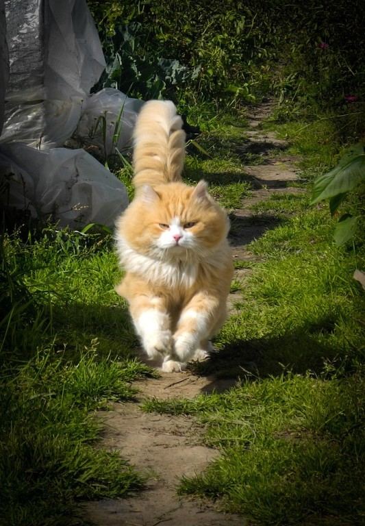 ������� �����������