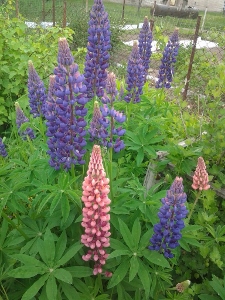 ��������� �������