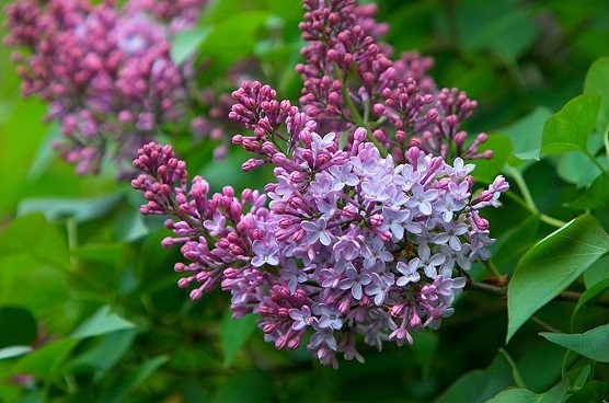 ������ ������