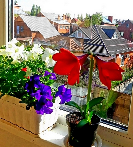 ������� ������