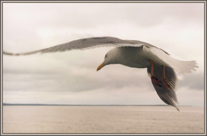 Вероника Ларус