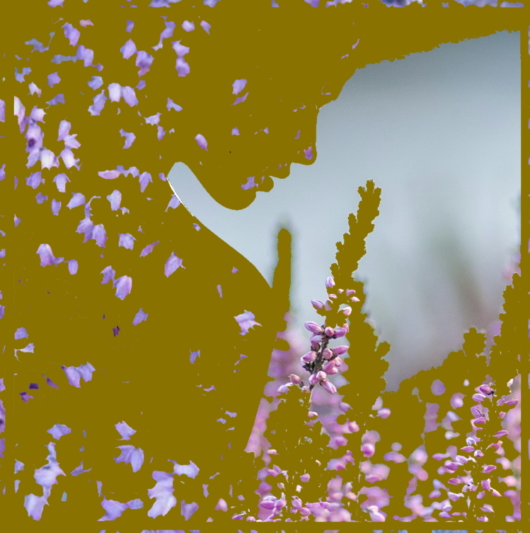 ������ �����-��������