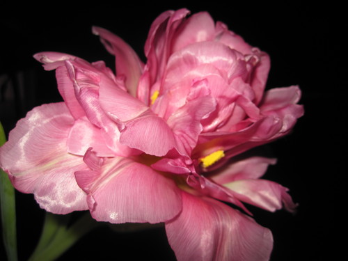 ������� �����