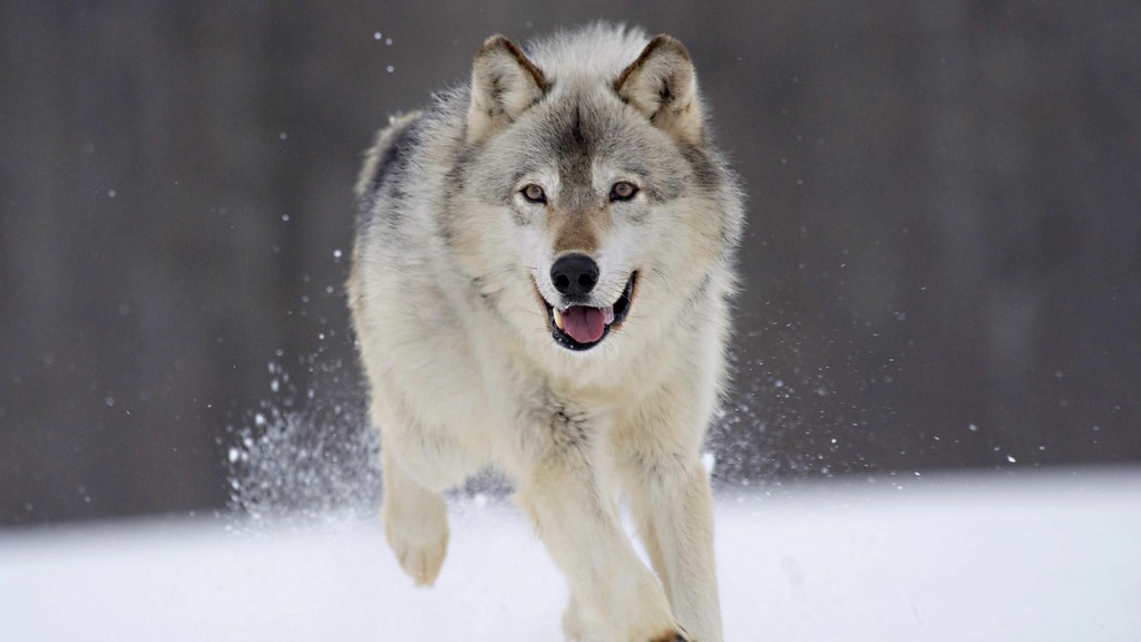 Логово Белого Волка