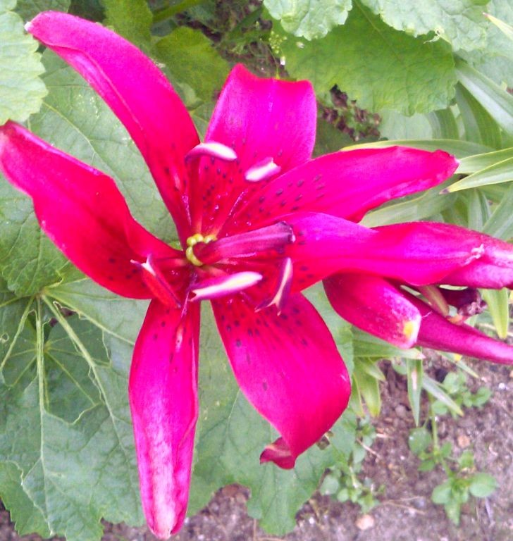 �������� �������-��������