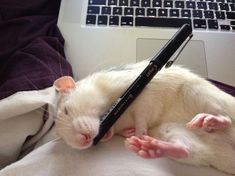 ����� ����