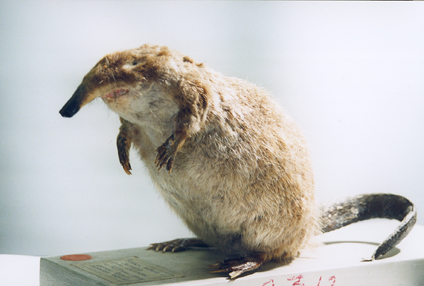 �������� ��������