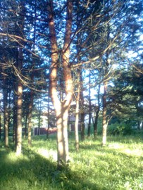 ���� ������