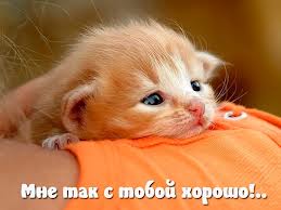 �������� �����������