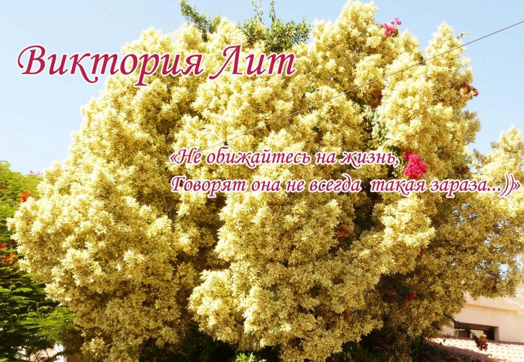 �������� ���