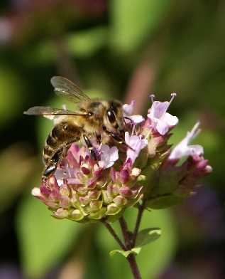 ����� ����������