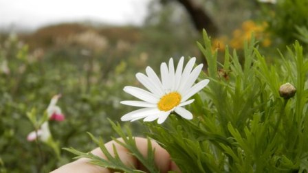 ������� ������� -��������