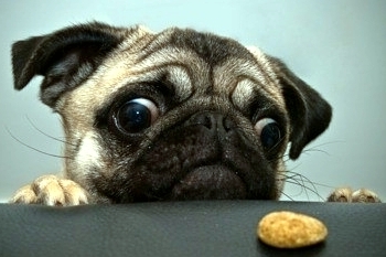 ������ �����