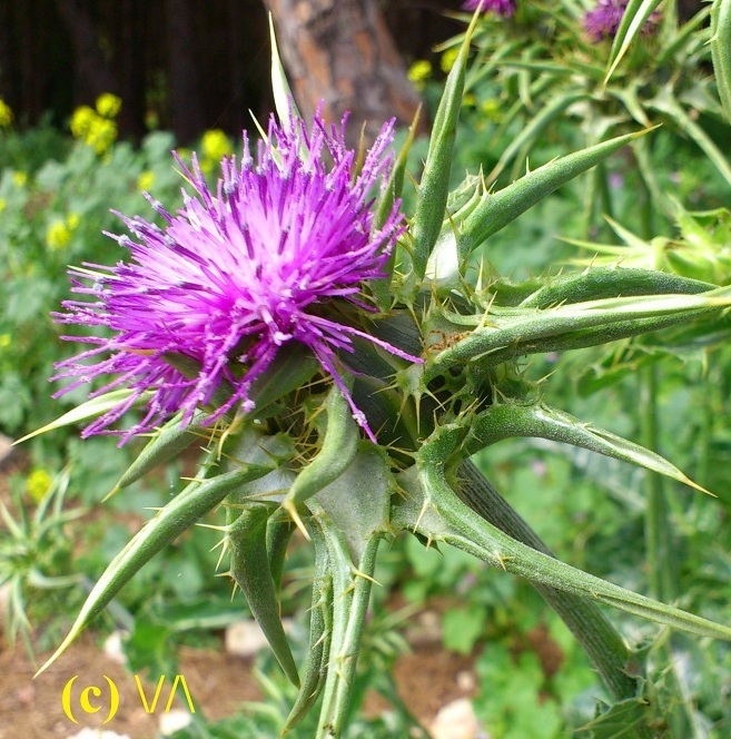 �������� ����