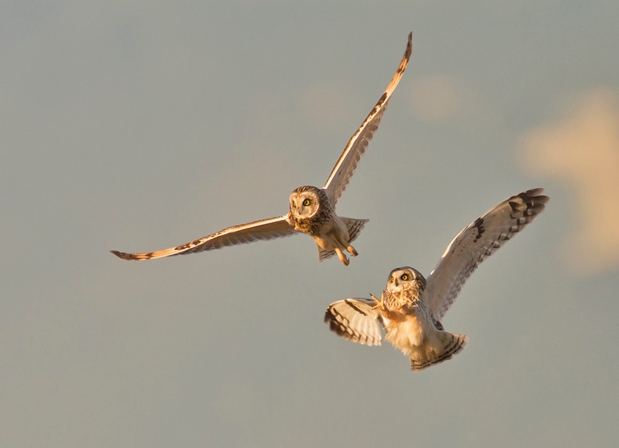 ���� �����