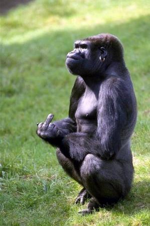 ���� �������� -����������