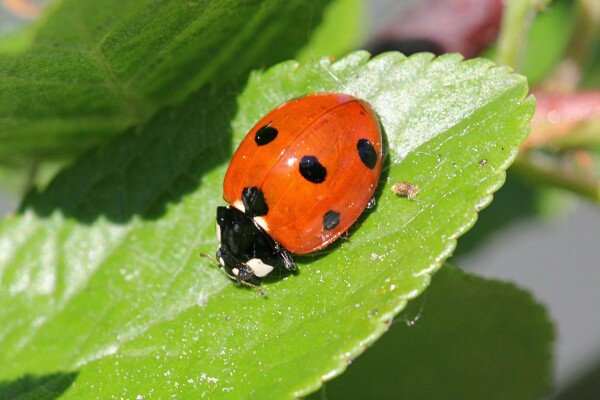 ����� ��������