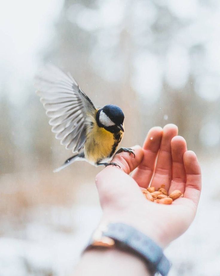 Валентина-Софи