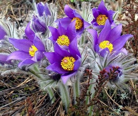 ������� ���������