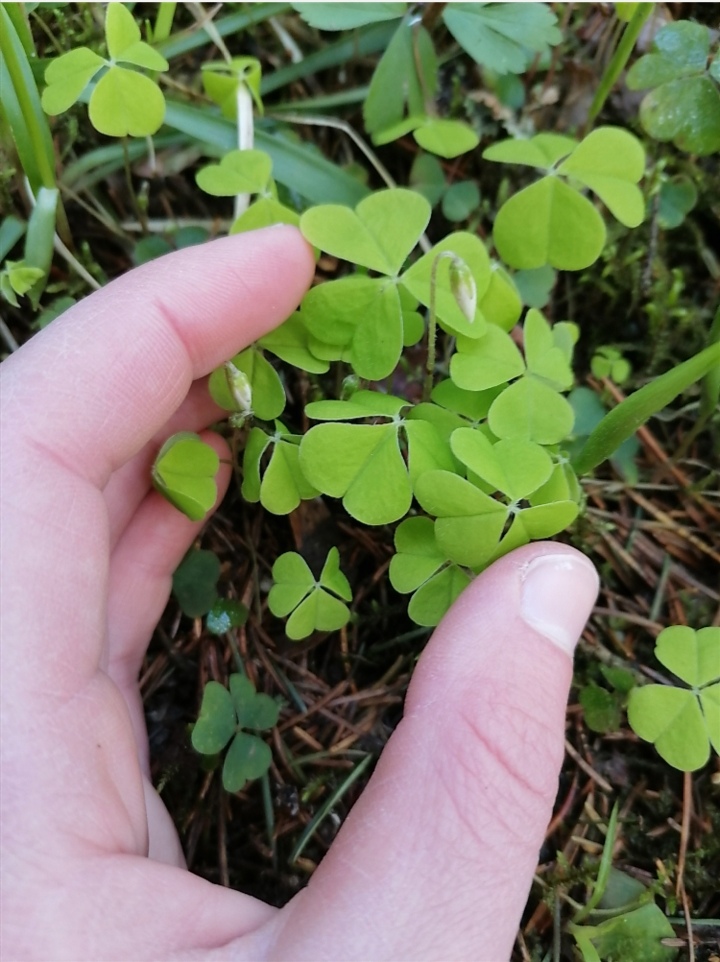 Анна Шубина 2