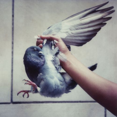 Александра Роут