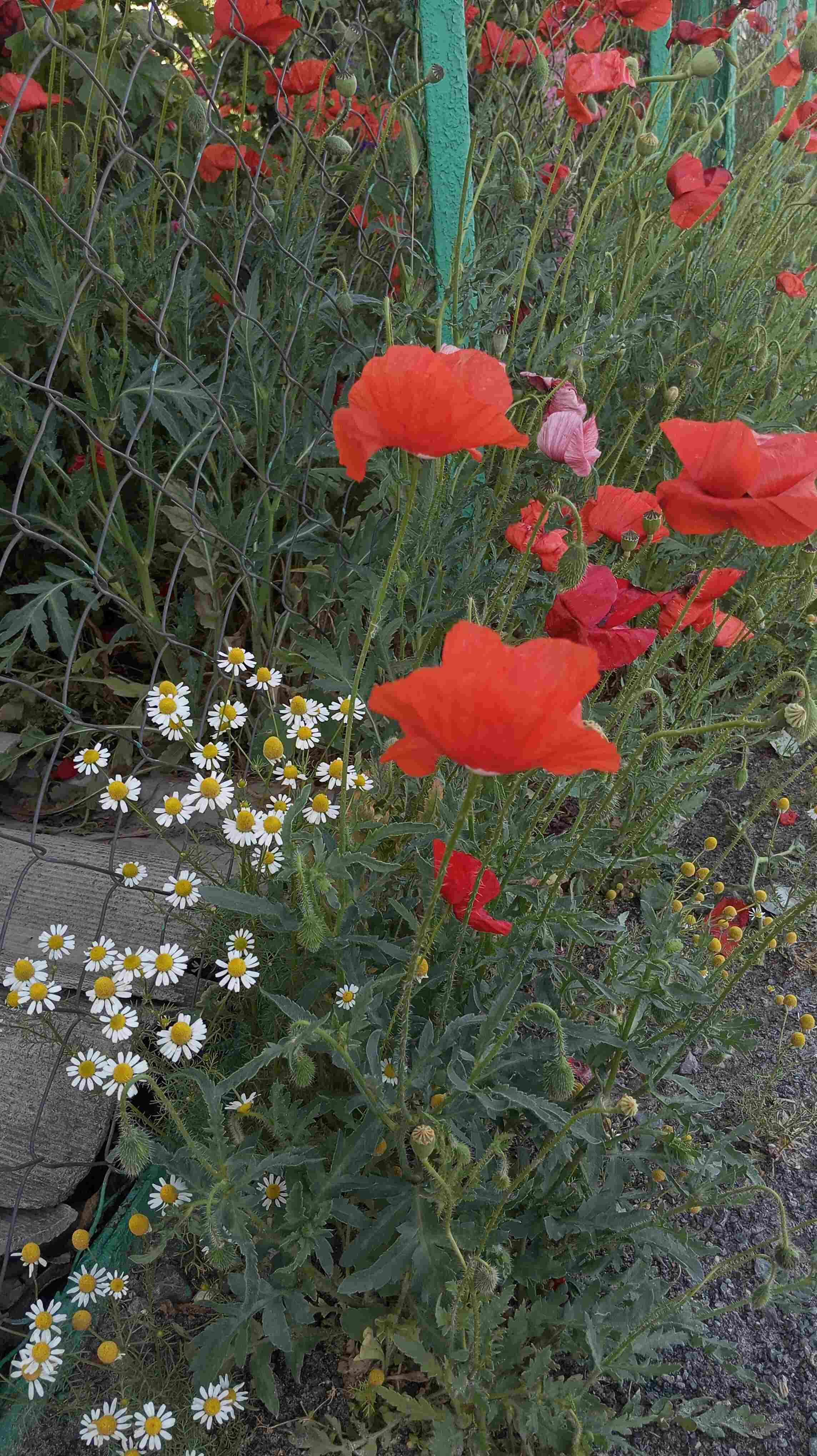 ������ ����