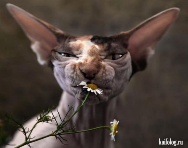 ������ ��������