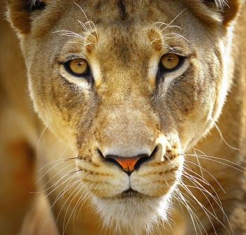 Яна Раймонс