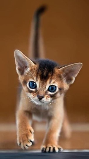 Яна Кошмарик