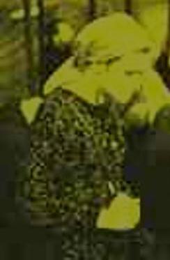 Нина Акатьева