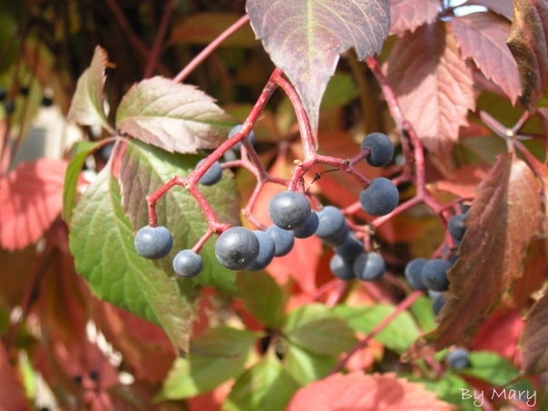 ����� Ƹ���� ������