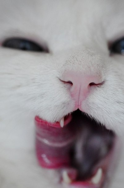 Катерина Воронько