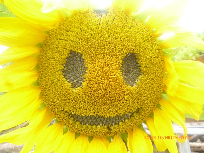 ���� �����